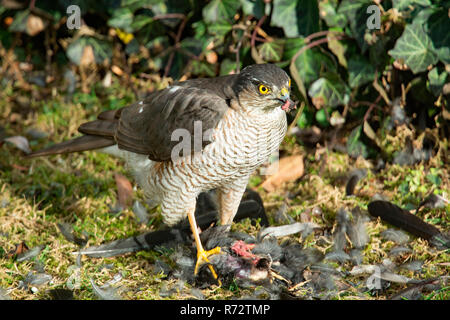 Blanche eurasienne avec les proies, (Accipiter nisus) Banque D'Images