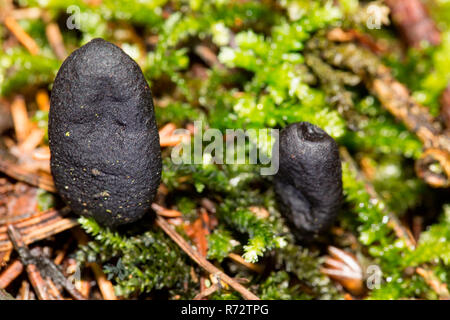 Noirou, Sippenauer Moor, Bavière, Allemagne, (Xylaria polymorpha) Banque D'Images