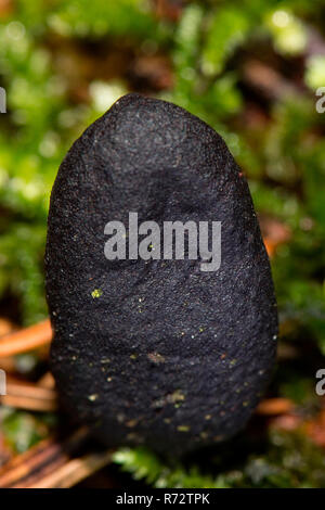 Noirou, Sippenauer Moor, Bavière, Allemagne, (Xylaria polymorpha) Banque D'Images