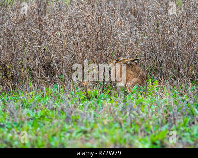 Un lièvre (Lepus europaeus) ou lièvre brun se cacher dans l'herbe haute dans un champ Banque D'Images