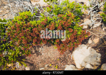 Fieldfare oiseaux assis sur la branche et manger des baies Rowan Banque D'Images