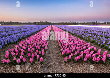 Champ de fleurs en fleurs colorées avec des jacinthes roses et bleus pendant le coucher du soleil. Célèbre destination touristique à visiter au printemps Banque D'Images