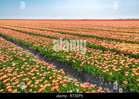 Coloré néerlandais tulipes dans un champ de fleur et un moulin à vent en Hollande sous un ciel bleu ensoleillé Banque D'Images