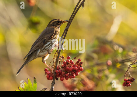 Un iliacu oiseaux carouges, Turdus, manger des petits fruits orange de Sorbus aucuparia, également appelé rowan et mountain-ash dans une forêt pendant la saison d'automne Banque D'Images