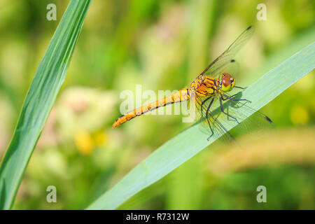 Close-up of a ruddy darter (Sympetrum sanguineum) accroché sur la végétation. Le repos dans la lumière du soleil dans un pré. Banque D'Images