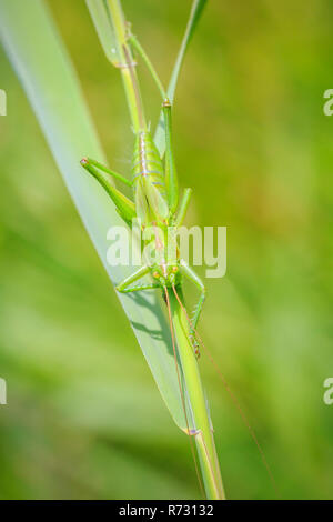 Macro close-up of a Great Green Bush-cricket, Tettigonia viridissima avec ovipositeur. Banque D'Images