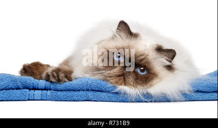 Mignon toiletté jeune chat Persan Colourpoint seal après bain se trouve sur une serviette bleu - isolé sur fond blanc Banque D'Images