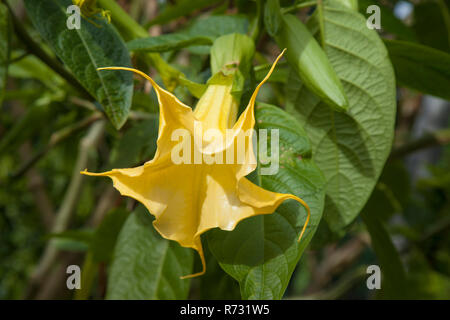 Brugmansia aurea, trompette des anges d'or natural floral background Banque D'Images