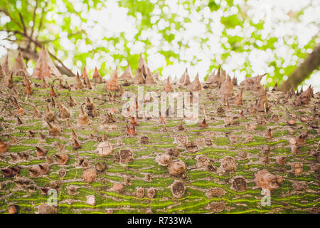 Gros plan d'un arbre exotique vert Ravenne tronc recouvert d'aiguilles, pointes brun motif texture de fond d'été, tropiques, papier peint Banque D'Images