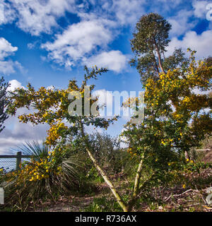 Jaune australien Mimosa 1 de 5 Acacia pulchella est un arbre à fleurs australien commun photographié lors d'une excursion botanique à Ashbrook Park W.A. Banque D'Images