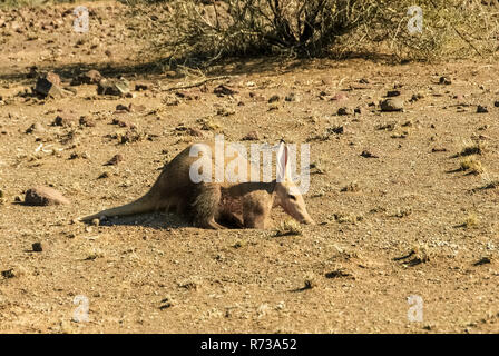 Aardvark, Orycteropus afer, dans le désert de Kalahari en Namibie, Afrique Banque D'Images