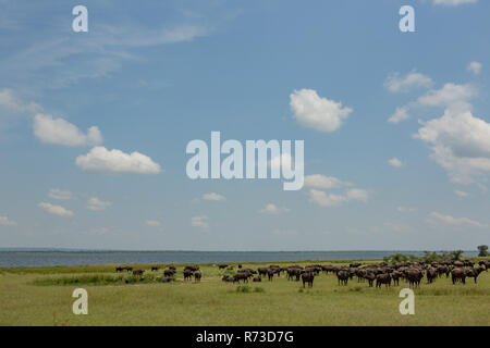 Buffalo (Syncerus caffer), le lac Albert, Murchison Falls National Park, de l'Ouganda Banque D'Images