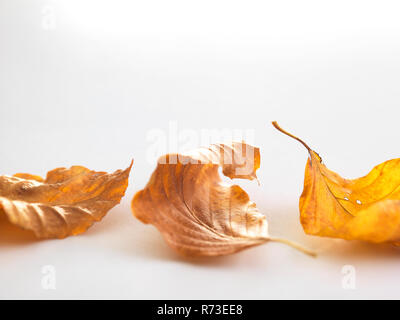 L'automne les feuilles des arbres de bouleau Banque D'Images