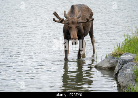 Belle erre dans l'Alaska l'orignal l'eau calme Banque D'Images