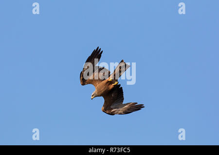 Milan noir (Milvus migrans) en vol plongée / swooping vers le bas avec les ailes repliées contre le ciel bleu Banque D'Images