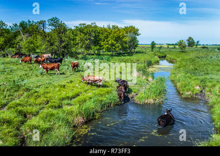 Vaches dans un petit ruisseau de vous rafraîchir par une chaude journée d'été près de Neuhorst, Manitoba, Canada. Banque D'Images