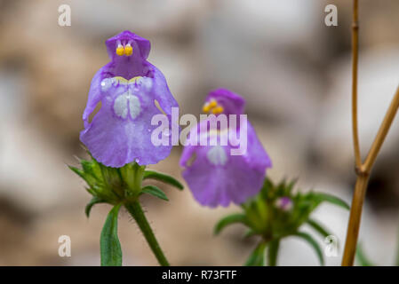 Red ortie royale (Galeopsis angustifolia / Galeopsis Galeopsis / myrrhe myrrhe var. angustifolia) en fleurs Banque D'Images