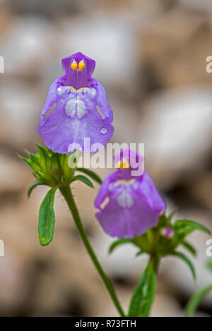 Red ortie royale (Galeopsis angustifolia / Galeopsis Galeopsis / myrrhe myrrhe var. angustifolia) en fleurs Banque D'Images