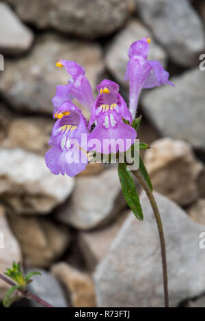 Red ortie royale (Galeopsis angustifolia / Galeopsis Galeopsis / myrrhe myrrhe var. angustifolia) en fleurs Banque D'Images