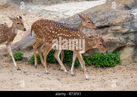 Chital / cheetal / spotted deer / Axis (Axis axis) jeune mâle avec deux femelles, originaire de l'Inde Banque D'Images