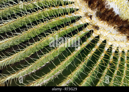 Grande boule cactus in close up Banque D'Images