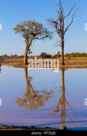 Le Parc National Kruger, réflexions sur le lac, les arbres et la faune. Beau paysage d'Afrique du Sud. Safari et la nature Banque D'Images