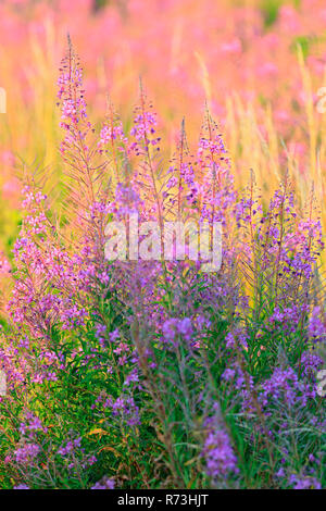 Rosebay Willowherb, Allemagne, (Onagraceae, Epilobium angustifolium) Banque D'Images