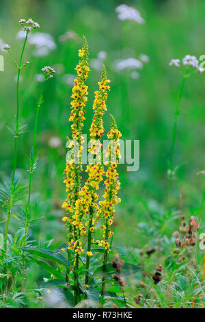 Molène noire (Verbascum nigrum, Allemagne) Banque D'Images