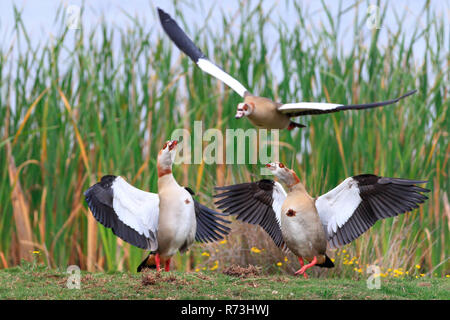 Egyptian goose, paire, Rondevlei Nature Reserve, Western Cape, Afrique du Sud, Afrique (Alopochen aegyptiaca) Banque D'Images