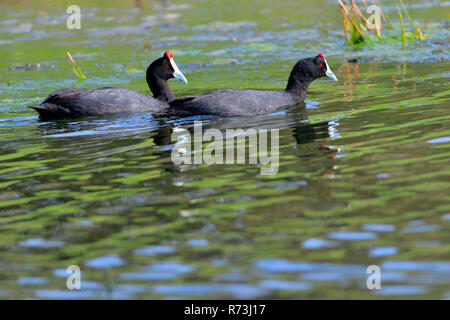 Red-Foulque bulbés, Afrique du Sud, Afrique (Fulica cristata) Banque D'Images