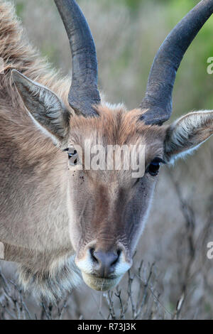 Éland commun, Réserve Naturelle De Hoop, Western Cape, Afrique du Sud, Afrique (Taurotragus oryx) Banque D'Images