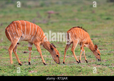 Nyala avec de jeunes, Kariega Game Reserve, Western Cape, Afrique du Sud, Afrique (Tragelaphus angasi) Banque D'Images