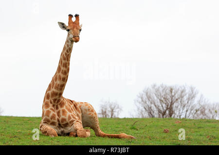 Girafe, Kariega Game Reserve, Western Cape, Afrique du Sud, Afrique (Giraffa camelopardalis) Banque D'Images