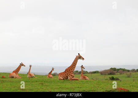 Les girafes, Kariega Game Reserve, Western Cape, Afrique du Sud, Afrique (Giraffa camelopardalis) Banque D'Images