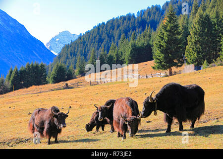 Les yaks, Paznauntal, Tyrol, Autriche (Bos mutus grunniens) Banque D'Images