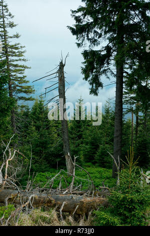 Le bois mort, Epicéa (Picea abies), la régénération naturelle, le parc national de Harz, Brocken, Schierke, Saxe-Anhalt, Allemagne Banque D'Images