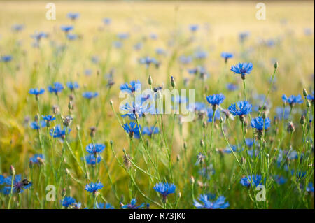 , Bleuet (Centaurea cyanus), Nordrhein-Westfalen, Allemagne Banque D'Images