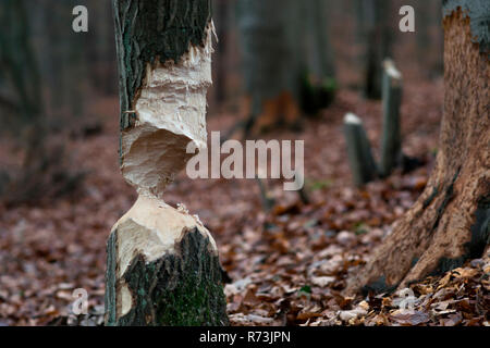 Des traces d'alimentation, le castor, (Castor fiber), hêtre, (Fagus sylvatica), charme, la biosphère Schorfheide-Chorin, Brandebourg, Allemagne Banque D'Images