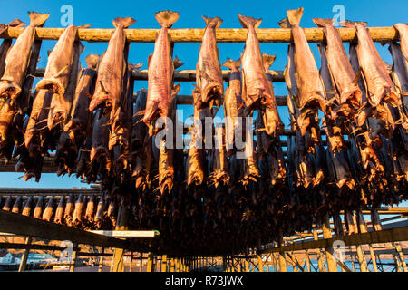 Stockfish, Sennesvik, îles Lofoten, Nordland, Norvège Banque D'Images