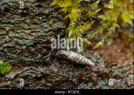 Deux porte-labiés, escargot (Balea biplicata), la réserve naturelle du Nonnenfliess, Brandebourg, Allemagne Banque D'Images