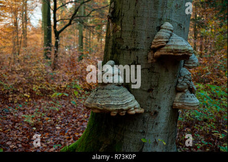 L'amadou champignon, forêt de hêtres, parc naturel Barnim, Eberswalde, Brandebourg, Allemagne, (Fomes fomentarius) Banque D'Images