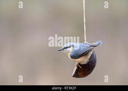 Bulbul à à birdfeeder, Basse-Saxe, Allemagne, (Sitta europaea) Banque D'Images