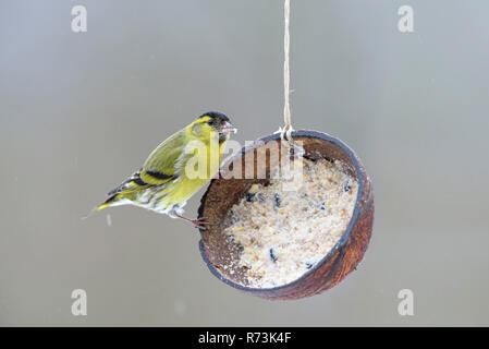 Commune mâle Tarin, à birdfeeder, Basse-Saxe, Allemagne, (Spinus spinus) Banque D'Images