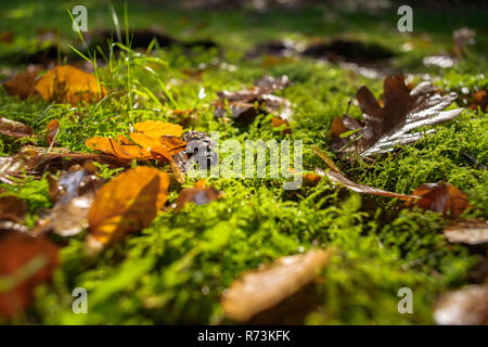 Les feuilles d'automne humide magnifiquement reposent sur le sol dans une nature paysage avec mousse verte et l'ananas. Banque D'Images