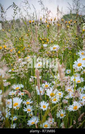 Photo de paysage macro et de la floraison des fleurs comme la grande marguerite blanche avec un coup d'œil, l'arrière-plan flou et des couleurs du printemps. Banque D'Images