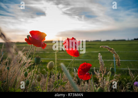 Coquelicots rouges à la fin du printemps le long de la route. Fleurs sur le terrain entre les hautes herbes pendant le coucher du soleil dans le paysage hollandais Banque D'Images