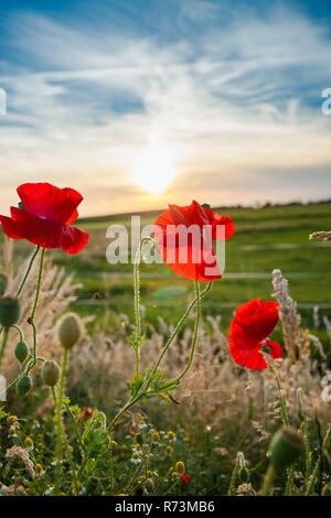 Coquelicots rouges à la fin du printemps le long de la route. Fleurs sur le terrain entre les hautes herbes pendant le coucher du soleil dans le paysage hollandais Banque D'Images