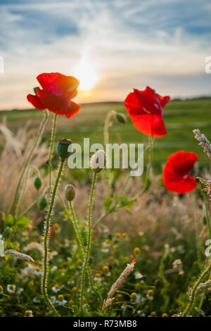 Coquelicots rouges à la fin du printemps le long de la route. Fleurs sur le terrain entre les hautes herbes pendant le coucher du soleil dans le paysage hollandais Banque D'Images