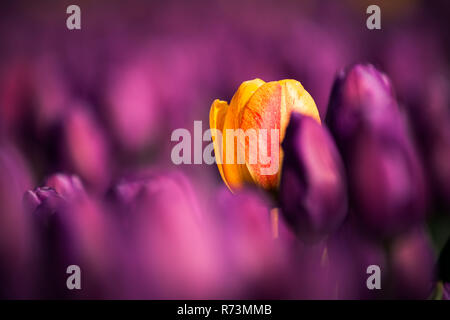 L'horticulture et les cultures arables avec différents types et couleurs avec des tulipes aux Pays-Bas. Une bourse néerlandaise typique avec des fleurs et des fleurs au pied du Banque D'Images