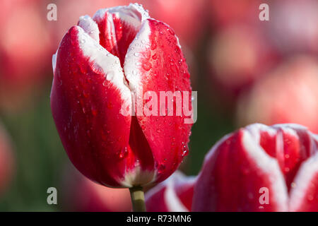 L'horticulture et les cultures arables avec différents types et couleurs avec des tulipes aux Pays-Bas. Une bourse néerlandaise typique avec des fleurs et des fleurs au pied du Banque D'Images